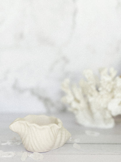 Conch Shell Trinket Tray