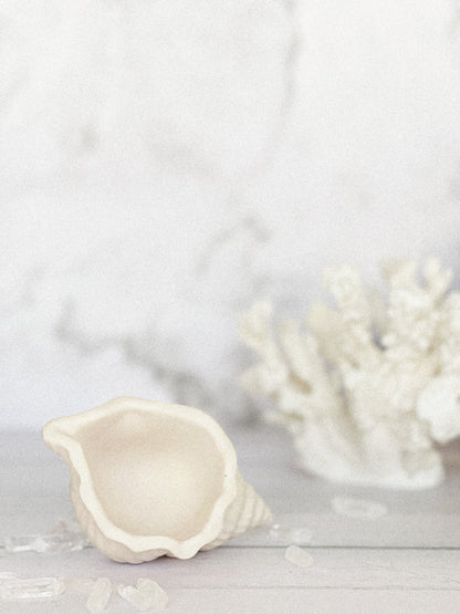 Conch Shell Trinket Tray